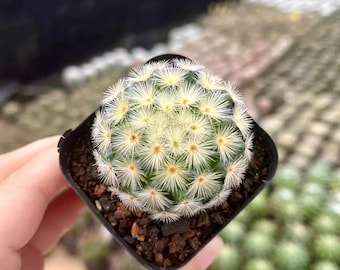 Mammillaria Carmenae 4" Inch Pot - Etsy