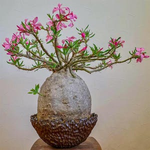 Puede incluir: Una planta en maceta única con un tronco bulboso y gris y delicadas ramas. Las ramas están adornadas con pequeñas hojas verdes y vibrantes flores rosas. La planta está en una maceta marrón oscura texturizada, creando un contraste llamativo.