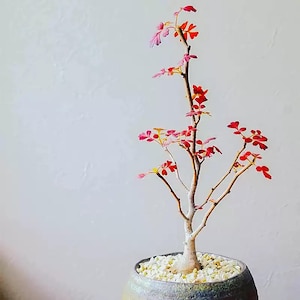 Puede incluir: Un pequeño bonsái con hojas rojas y rosas vibrantes. El árbol tiene un tronco y ramas de color marrón claro, y está plantado en una maceta de cerámica gris llena de guijarros blancos. El fondo es una pared blanca lisa.