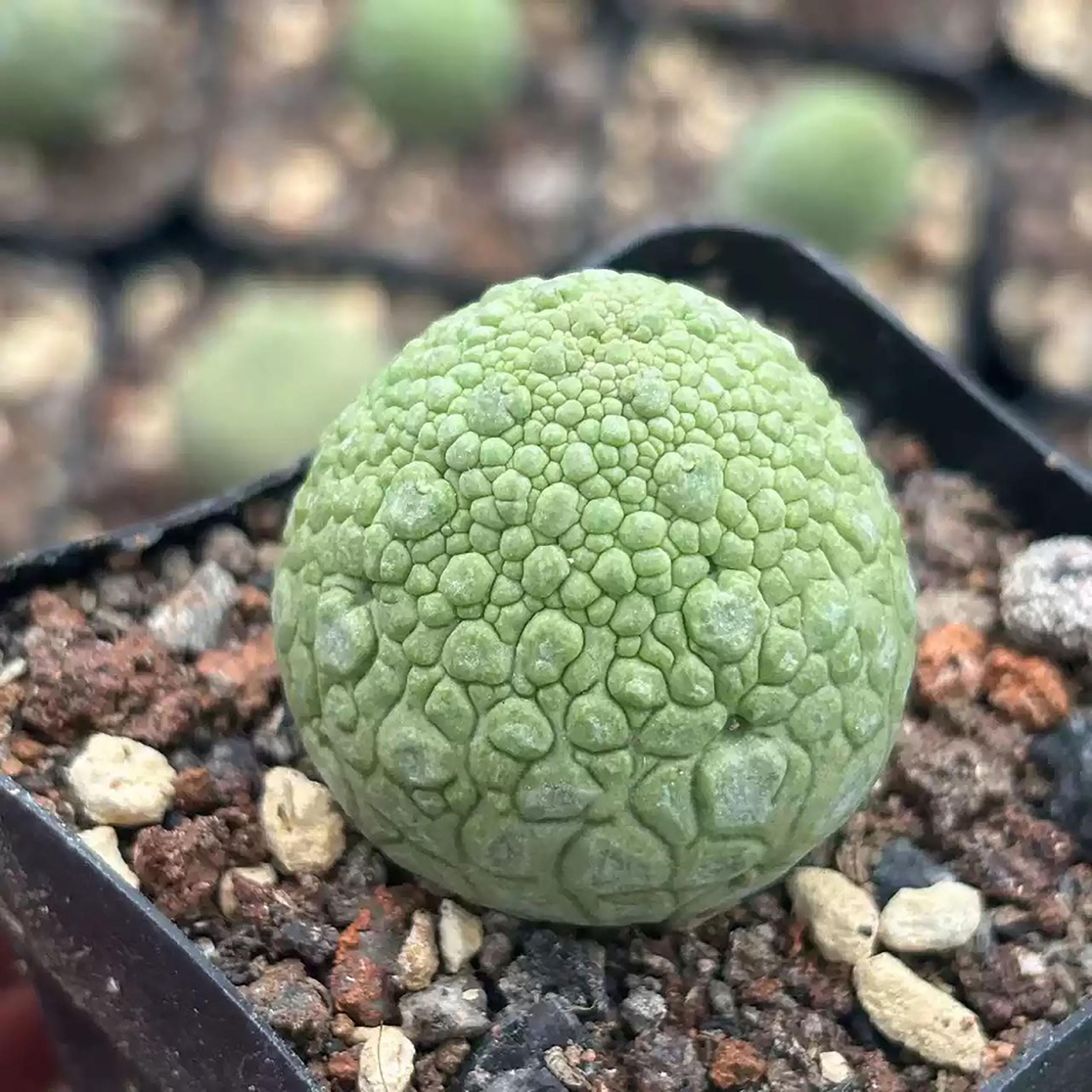 kaktus xxl kaufen Ferocactus glaucescens inermis xxl main image 0