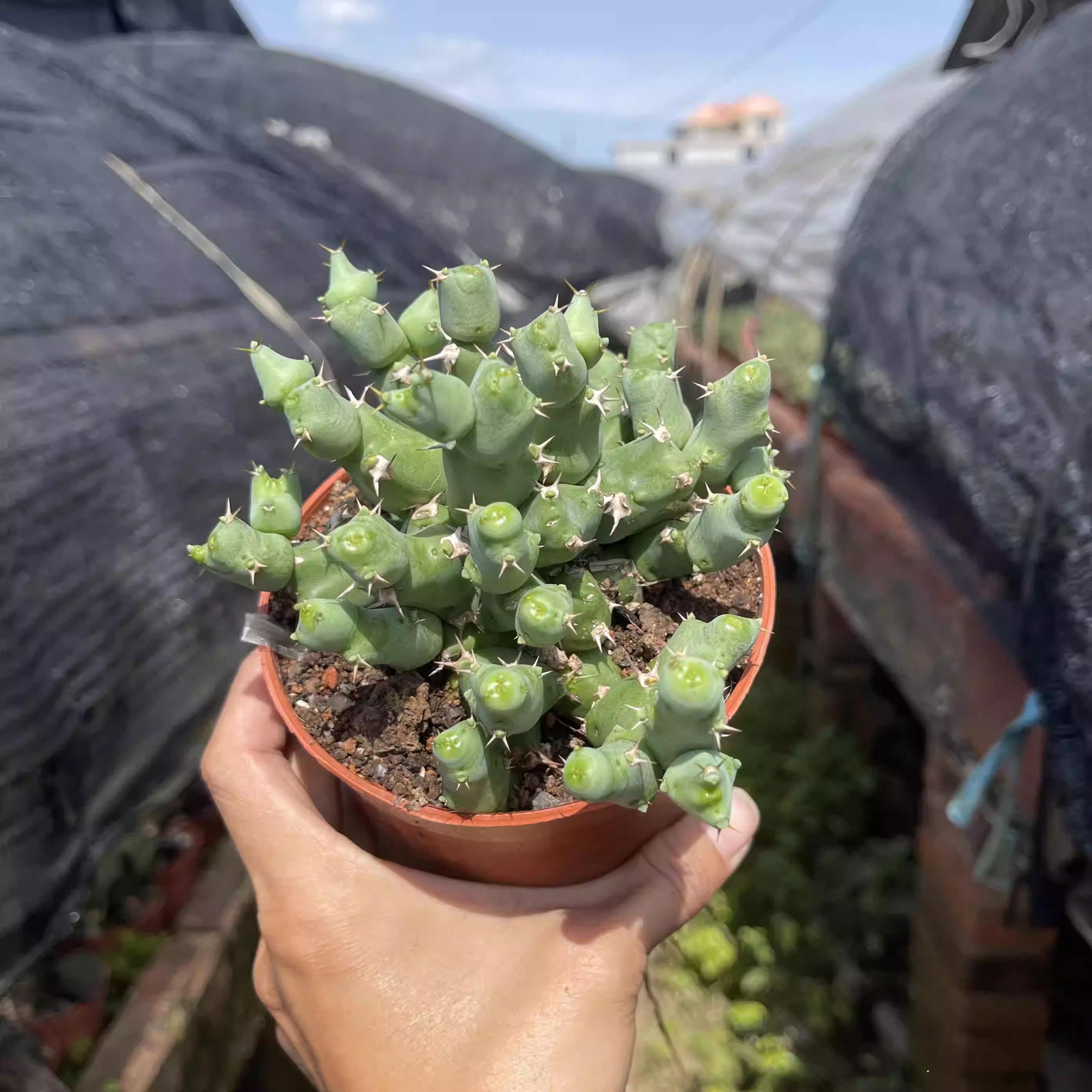 Euphorbia trigona - Etsy 日本