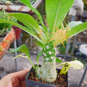 May include: A potted succulent plant with a thick, textured, light green stem and bright green leaves. The plant has a unique, star-shaped flower with orange tips. A yellow tag with Japanese text is attached to the pot.
