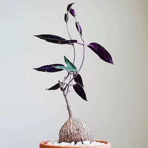 Może przedstawiać: Mała roślina doniczkowa z liśćmi i łodygami w kolorze głębokiego fioletu. Roślina ma bulwiastą podstawę i jest umieszczona w terakotowej doniczce z białymi kamykami. Liście kontrastują z jasnym tłem.