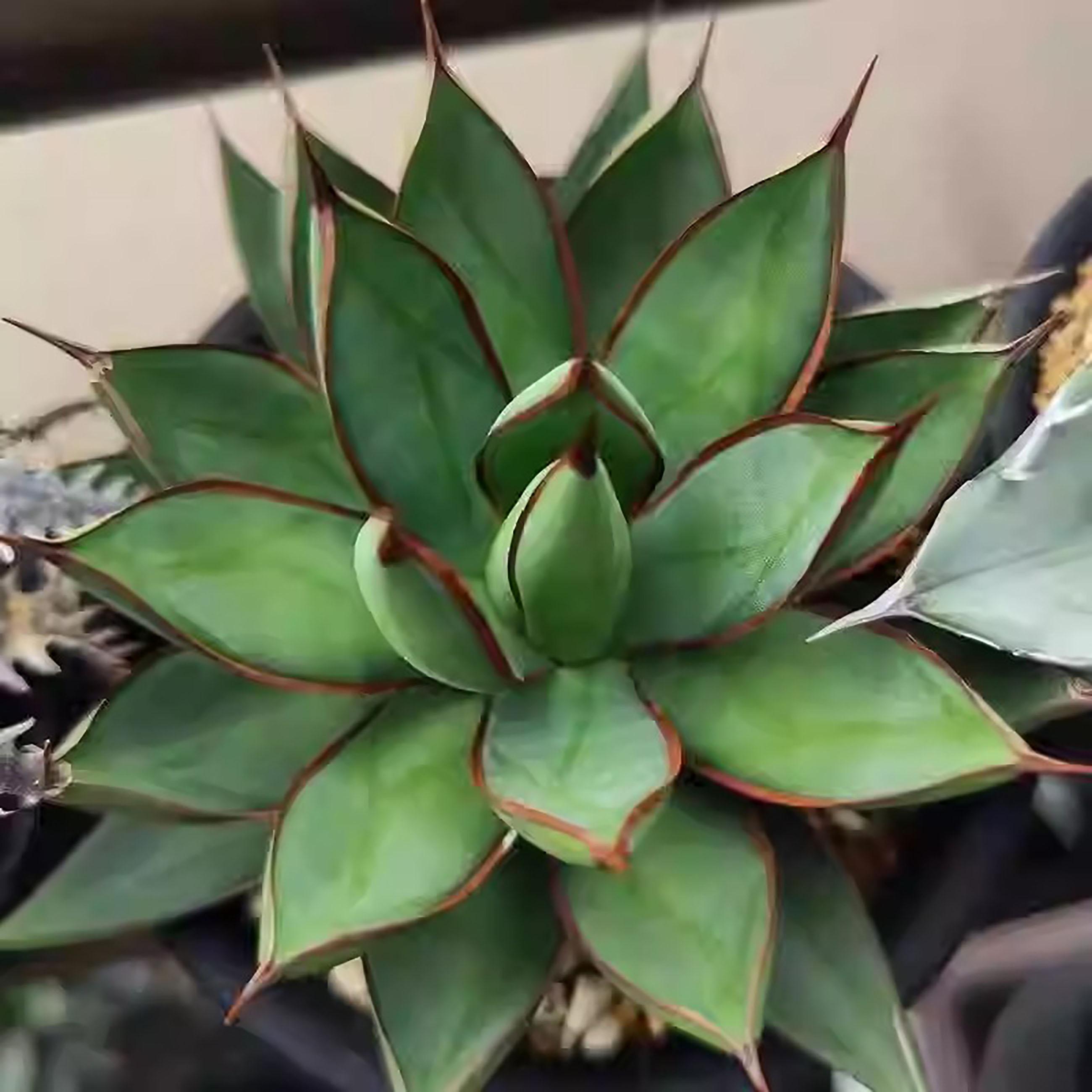 Burgundy Agave - Etsy Singapore