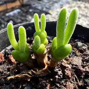 alien egg succulent Haworthia cooperi var. truncata "Alien Eggs" 4"  Quartz Botanicals