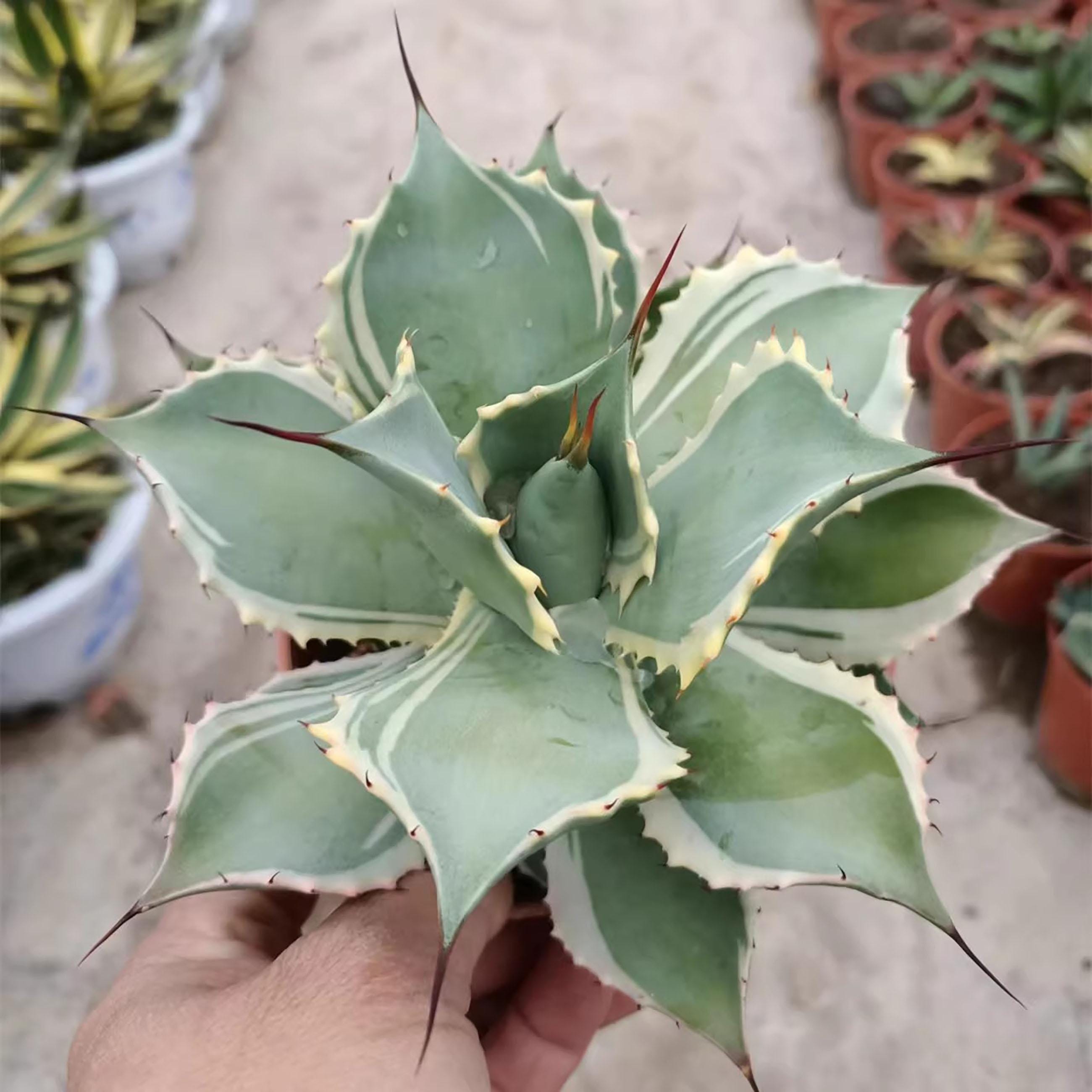 Agave attenuata - Etsy.de