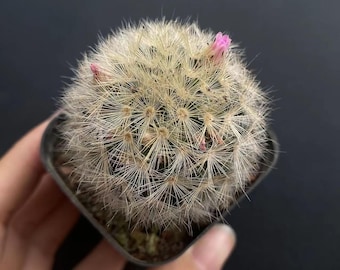 Mammillaria Elegans - Etsy