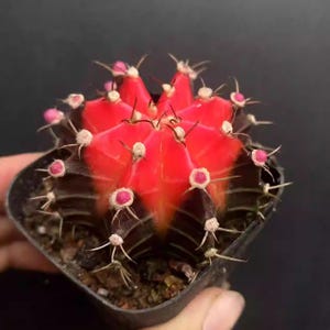 Cuddly cactus - Etsy.de