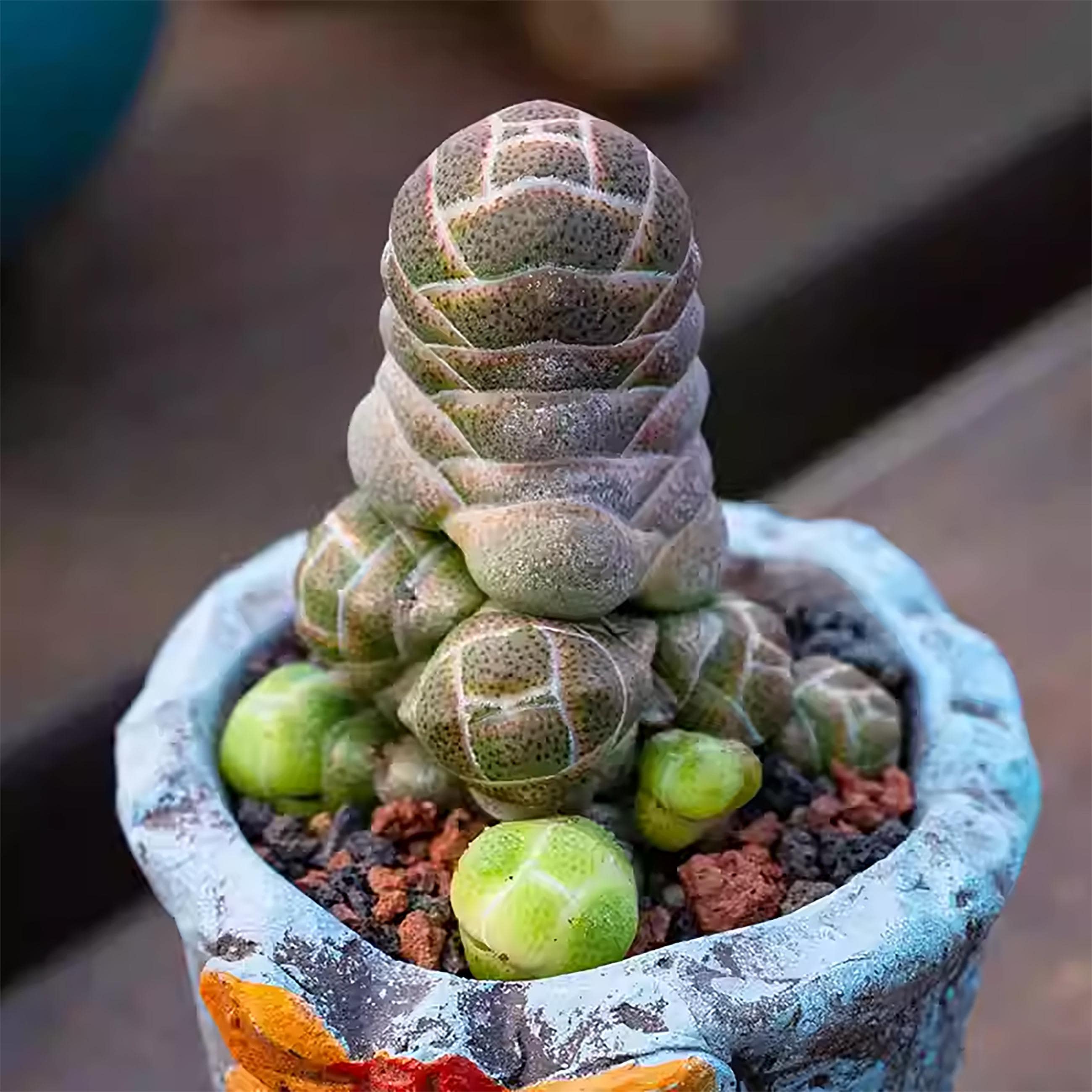 Agave potatorum - Etsy 日本