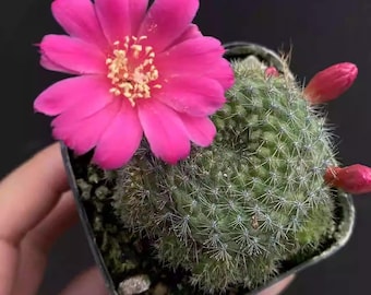 Rebutia Minuscula cactus vivo con fiori rosa / Raro