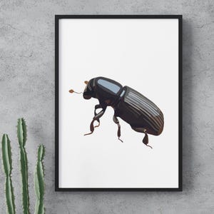 Beetle - Classico poster in carta opaca - Natura, fauna selvatica, foresta, asilo nido, bambini, illustrazione astratta - Alta qualità