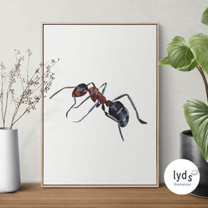 Formica - Poster classico su carta opaca - Illustrazione astratta di natura, fauna selvatica, foresta, asilo nido per bambini - Alta qualità