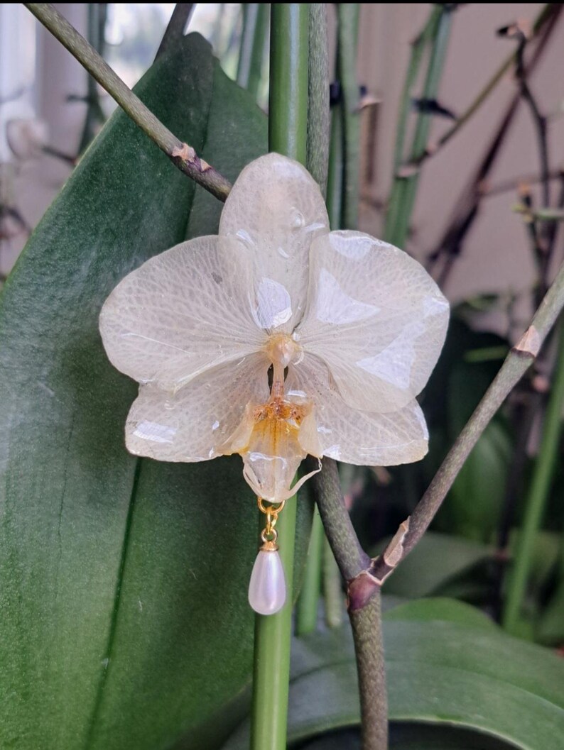 May include: A delicate, translucent white orchid flower with a gold-colored pendant featuring a pear-shaped, white pearl. The orchid is set against a backdrop of green leaves and stems.