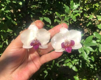 Brincos de resina com orquídea verdadeira: pingente botânico banhado a ouro 18k