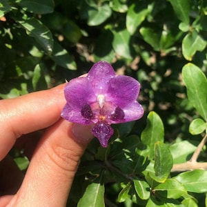 Handmade Mini Orchid Resin Ring: 18k Gold-Plated Botanical Jewelry