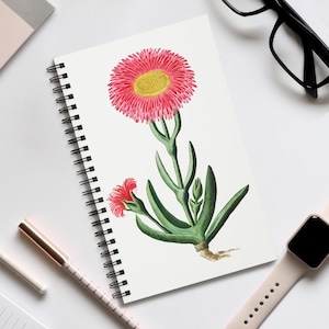 Carpobrotus Flower Journal, Vintage Botanical Art, Robert Jacob Gordon