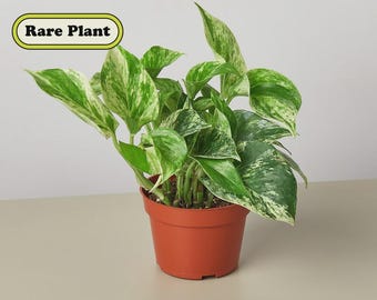 Marble Queen Pothos Plant | Variegated Trailing Houseplant, Easy Care Indoor Décor