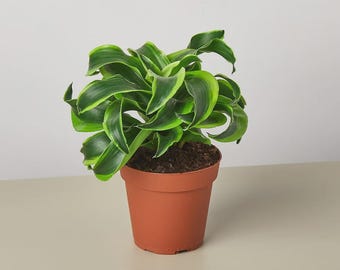 Dracaena ‘Tornado’ – Unique Twisted Foliage Indoor Houseplant Easy Care Tropical Plant