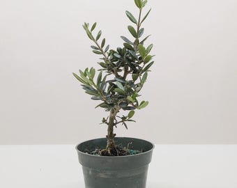 Common Olive Tree (Olea europaea) – Live Olive Tree Indoor Patio Mediterranean Plant