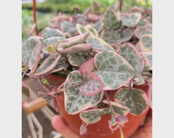 String of Hearts Variegated – Ceropegia woodii Live Trailing Indoor Houseplant Easy Care
