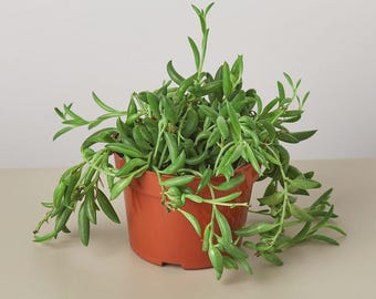 String of Bananas Succulent – Curio radicans Live Trailing Indoor Plant Easy Care