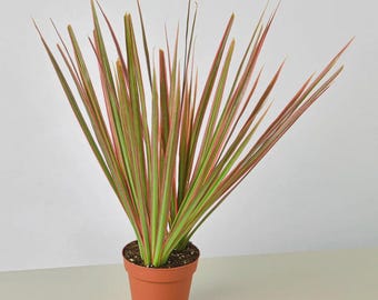Dracaena ‘Colorama’ – Pink & Cream Variegated Indoor Houseplant Easy Care Tropical Plant