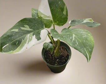 Philodendron White Princess Live Plant: Rare Variegated Tropical Houseplant