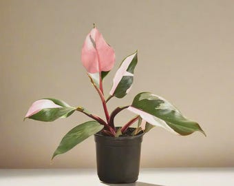 Philodendron Pink Princess Live Plant: Rare Variegated Fun Tropical Houseplant