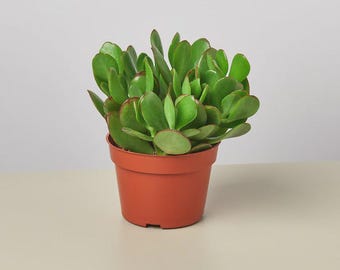 Jade Plant Live Succulent | Crassula Ovata | Easy Care Houseplant