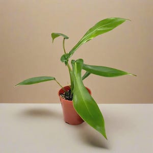 Rare Philodendron Joepii: Tropical Aroid Houseplant