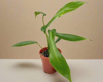 Philodendron Joepii Rare Tropical Houseplant | Collector Plant, Exotic Foliage