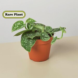May include: A potted Scindapsus pictus plant with heart-shaped, dark green leaves featuring silver-grey variegation. The plant is housed in a plain terracotta-colored plastic pot. A yellow rectangular label with the text Rare Plant is visible.