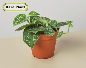 Silver Satin Pothos Live Plant: Scindapsus Pictus - Easy Care Trailing Houseplant