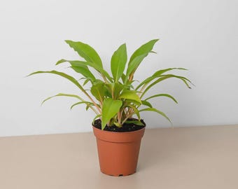 Spider Plant ‘Fire Flash’ – Orange Stem Plant Live Indoor Houseplant Pet-Friendly
