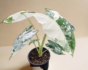 Variegated Alocasia Frydek: Rare Jewel Tropical Houseplant - 4" Potted