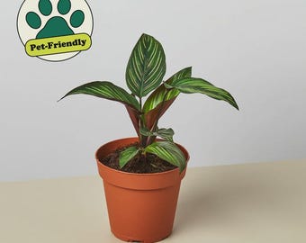 Calathea ‘Beauty Star’ – Prayer Plant Live Tropical Indoor Houseplant Pet-Friendly