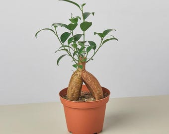 Ficus ‘Ginseng’ – Bonsai Style Indoor Houseplant Easy Care Tropical Ficus Tree