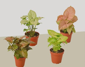 Syngonium Plants – Arrowhead Plant Bundle, Live Tropical Indoor Houseplants