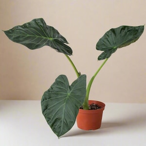 Alocasia Regal Shields – Large Leaf Tropical Plant | Dramatic Foliage | Rare Indoor Houseplant | Plant Parent Gift | Collector Plant | Aroid