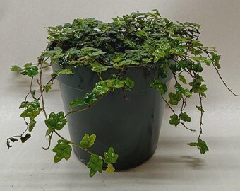 Ficus ‘String of Frogs’ – Trailing Frog-Shaped Foliage Indoor Houseplant Easy Care