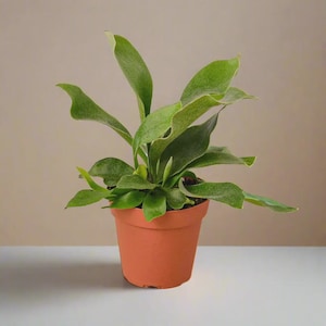 Fern Staghorn | Unique Mounted or Potted Plant | Rare Indoor Houseplant | Easy Care Tropical Fern | Great Gift for Plant Collectors