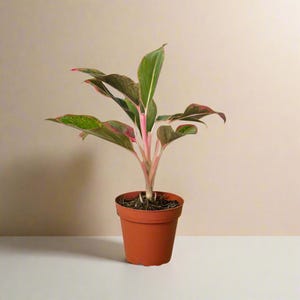 Red Siam Chinese Evergreen: Rare Aglaonema, Easy-Care Tropical Houseplant