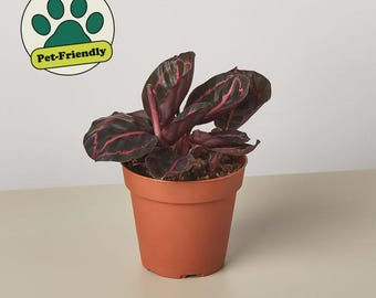 Calathea Dottie Plant | Pink Purple Tropical Foliage Houseplant (Pet-Friendly)