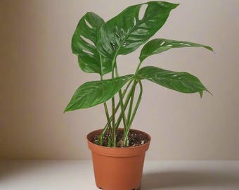 Monstera Adansonii | Swiss Cheese Vine, Easy Care Tropical Houseplant