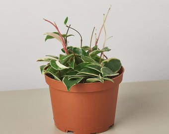 Variegated Hoya Carnosa Tricolor: Rare Wax Plant, Easy Care Vine