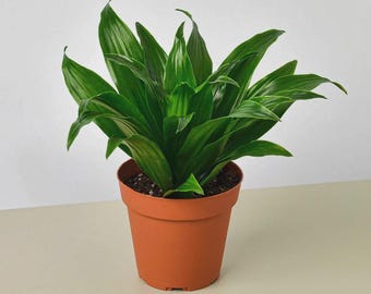 Dracaena ‘Janet Craig’ – Classic Green Indoor Houseplant Easy Care Tropical Office Plant