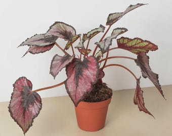 Rex Begonia Live Plant | Colorful Tropical Houseplant with Unique Foliage