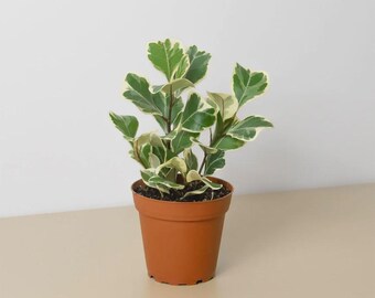 Ficus Elastica ‘Triangularis’ Variegated – Unique Triangular Leaves Rubber Plant Indoor Houseplant