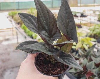 Syngonium ‘Red Arrow’ – Purple & Green Arrowhead Plant Live Tropical Indoor Houseplant