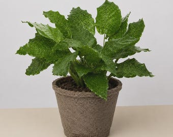 Calathea ‘Musaica’ – Network Prayer Plant Live Tropical Indoor Houseplant Pet-Friendly